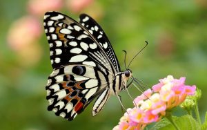 Бабочка с цветками на крыльях   картинки 9