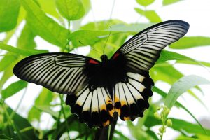 Бабочка с черно белыми крыльями   картинки 9