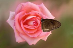 Бабочка сидит на вершине белых роз   интересные картинки 9