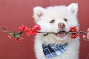 Белая собака с цветком во рту   прикольные картинки 9