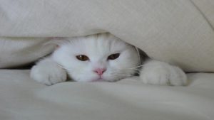 Белый кот спит на подушке   прикольные картинки 9