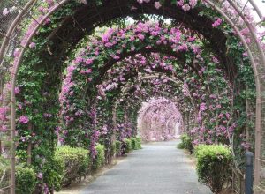 Большая арка, покрытая розами   захватывающие картинки 9