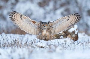 Большая рогатая сова расправляет крылья на снегу   прикольные картинки 9