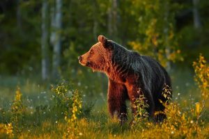 Бурый медведь сидит на камне в лесу   лучшие картинки 9