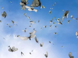 В небе летают фиолетовые бабочки   прикольные картинки 9