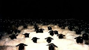 В темноте стоит группа овец   прикольные картинки 9