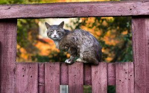Группа кошек сидит на деревянном заборе   картинки 9