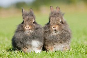 Два кролика сидят в траве 9