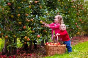 Девочка собирает яблоки с дерева 9