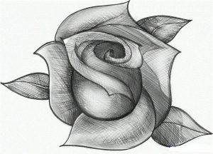 Как нарисовать розу   картинки 9