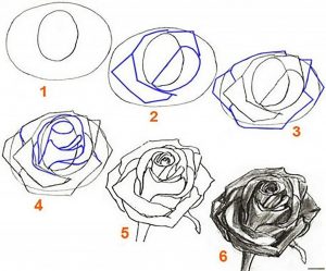 Как нарисовать розу шаг за шагом   картинки 9