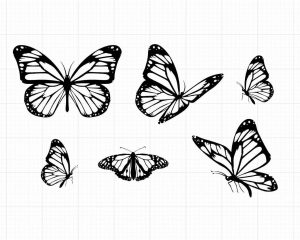 Контур бабочки векторная иллюстрация контура бабочки   красивые картинки 9
