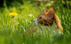 Котенок прячется в траве с цветами 9