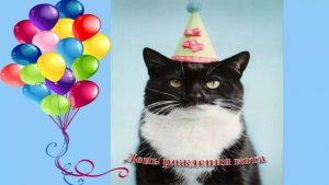 Поздравления на день рождения с котом   топовые картинки 8
