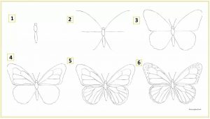 Рисунки бабочки карандашом для срисовки 9