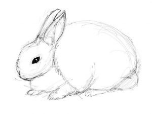 Рисунок кролика   картинки 9