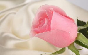 Розовая роза с надписью «с днем рождения»   топовые картинки 9