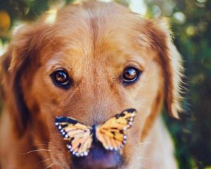 Собака с бабочкой на носу   картинки 9