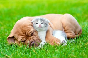 Щенок и котенок лежат в траве 9